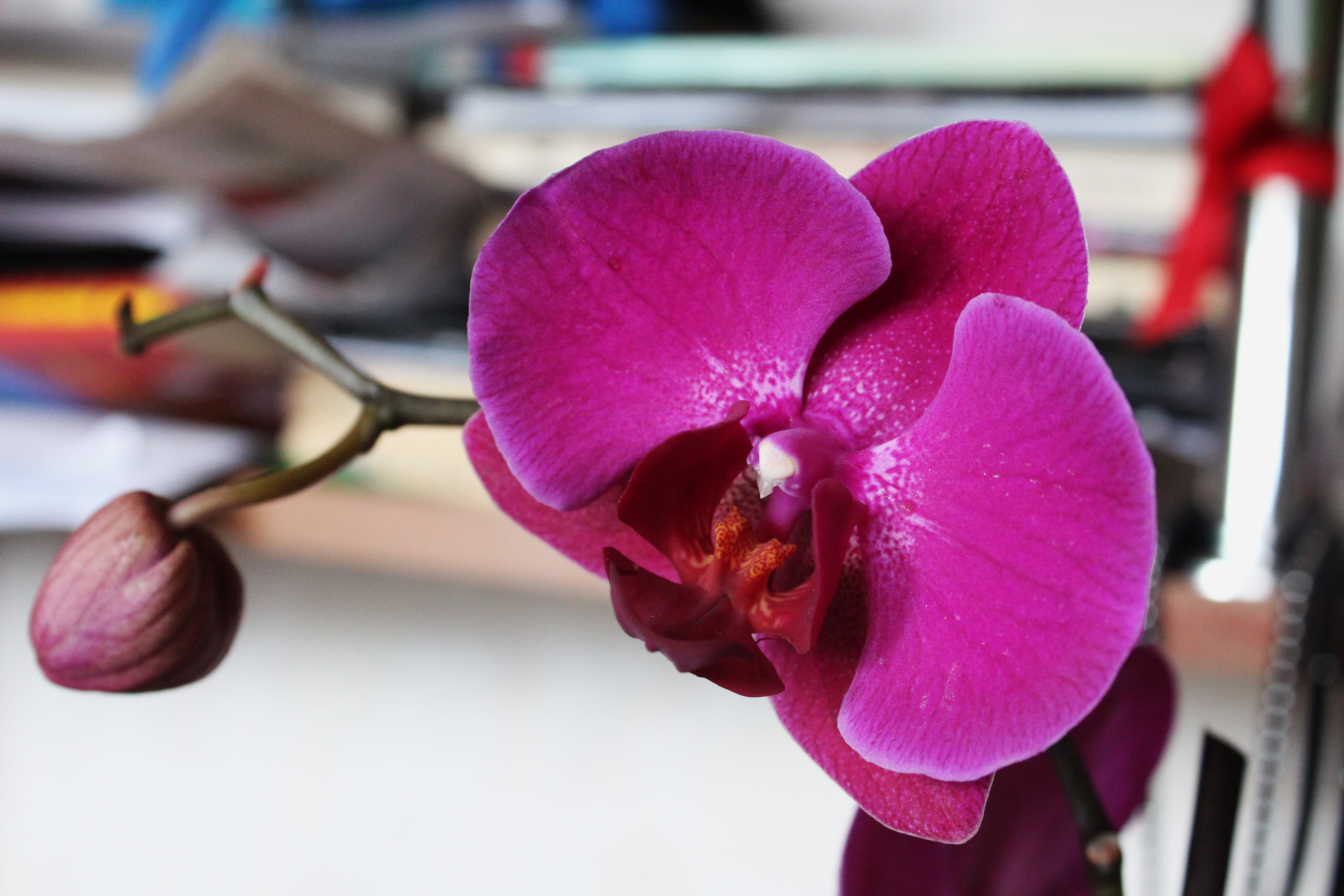 Magenta Orchid